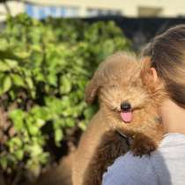 Poodle, в г.Мадрид