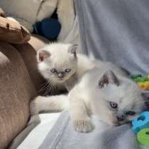 Продам чудесных Шотландцев, в г.Варна