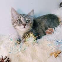 Котенок девочка 2 мес, в Санкт-Петербурге
