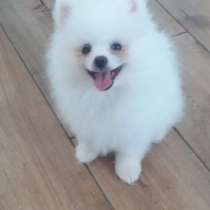 Померанский шпиц, в г.Валлерфанген