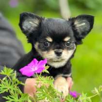 Щенок чихуахуа мальчик, в Выборге