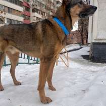 Молодой пес Кирил, верный, добрый друг в добрые руки, в Москве