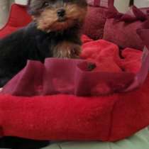 Девочка йоркширский терьер в мини формате, в г.Прага