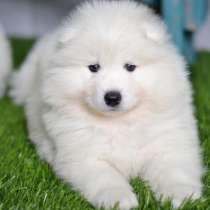 Породистый Щенок Самоеды, в г.New York Mills