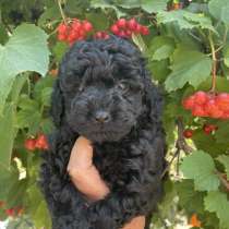 Пудель. Black, в г.Гамбург