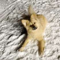 Небольшой как игрушечка пёсик, в Санкт-Петербурге