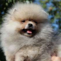 Померанский шпиц, в г.Аренсбург