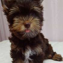 Йоркширский терьер. Chocolate, в г.Маниса
