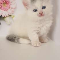 Munchkin male odd eyes, в г.Женева