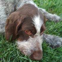 Продажа собаки, в Саранске