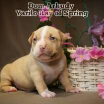 Американские Булли, в Саратове