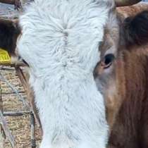 Продам большую корову, в г.Усть-Каменогорск