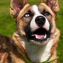 Нереальная красотка с разноцветными глазами, в Санкт-Петербурге