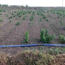 Сдаётся поливная земля, в г.Пирмазенс