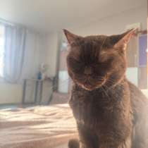 Отдам бесплатно кошку, в Ярославле