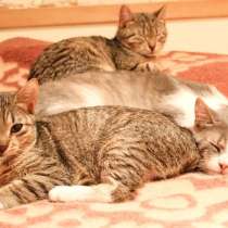 Котенок само совершенство, в Санкт-Петербурге