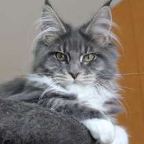 Catsvill County Aqua dream, рождена 09.05.2016, в Москве