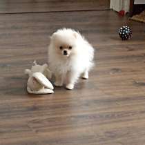 Померанский шпиц, в г.Кривой Рог