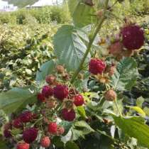 Саженцы малины, сорта краснодар. Обрезка и формирования, в г.Бишкек