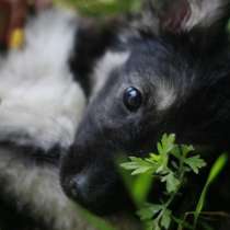 Щенок, в Чите