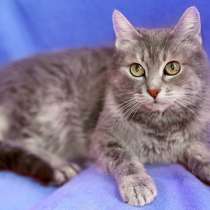 Старушке очень нужен дом, в Москве