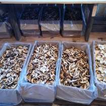 Белый гриб!, в Красноярске