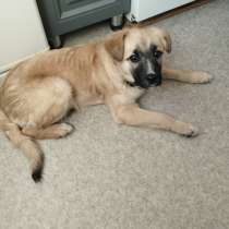 Верная собака ищет хозяина, в г.Караганда