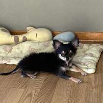 Щенок чихуахуа, в Санкт-Петербурге