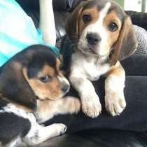 Щенки Бигль, в Новосибирске