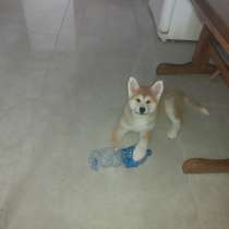 Акита ино, в г.Назарет