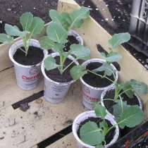 Рассада капусты, в Белореченске