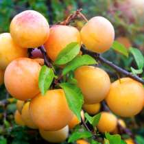 Саженцы слива медовая Вишня шоколадница, в Анапе