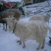 Продам Козу, козлов на мяса, в Твери