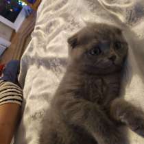 Британские короткошёрстные котята, в г.Каунас