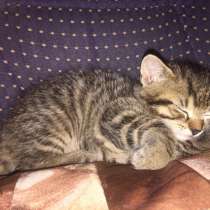 Милые маленькие котята кошки, в г.Прага