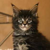 Мейн-Кун Мальчик Лесного окраса, в Москве