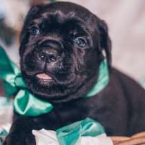 Cane Corso puppies, в г.Libiaz