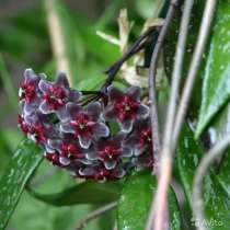 Дисхидии, церопегии, ластовневые, мурайя, в Новосибирске