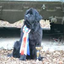Продажа щенков ньюфаундленда, в Новом Уренгое