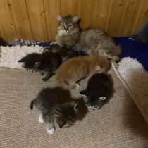 Непоседлевые котята, в Нижневартовске