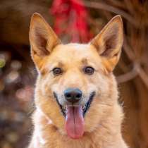 Вафелька-Таша - смелая и нежная, небольшого роста, в Москве