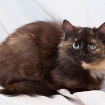 Миниатюрная кошечка Шира в добрые руки, в Москве