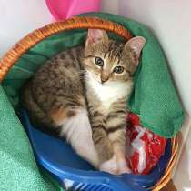 Глазастое чудо Масенька,милый домашний котенок в добрые руки, в Санкт-Петербурге