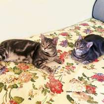 Очень красивые котята-подростки Масик и Яша в добрые руки, в Москве