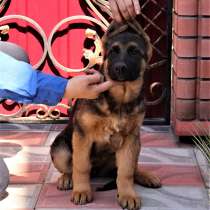 Щенки овчарки Питомник, в г.Киев