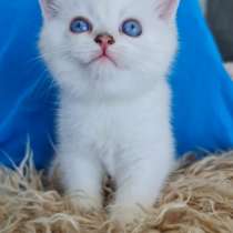 Британские и шоландские котята, в г.Нетания
