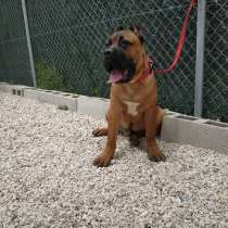 Щенок Кане-корсо цвета форментино, в г.Аликанте