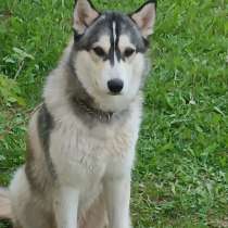 Хаски. В добрые руки, в Подольске