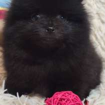 Померанский шпиц. Мишка, в г.Бремерхафен