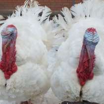 Инкубационное яйцо индейки Конвертер, в Солнечногорске